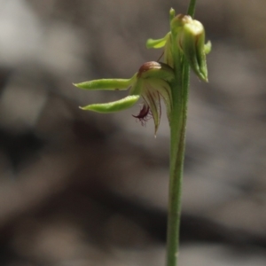 Corunastylis cornuta at Gundaroo, NSW - suppressed