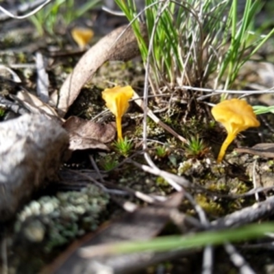 Lichenomphalia chromacea (Yellow Navel) at Carwoola, NSW - 6 Apr 2020 by Zoed