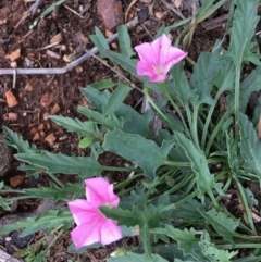 Convolvulus angustissimus subsp. angustissimus (Australian Bindweed) at Hughes, ACT - 5 Apr 2020 by KL