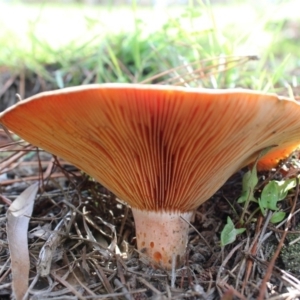 Lactarius deliciosus at Carwoola, NSW - 6 Apr 2020