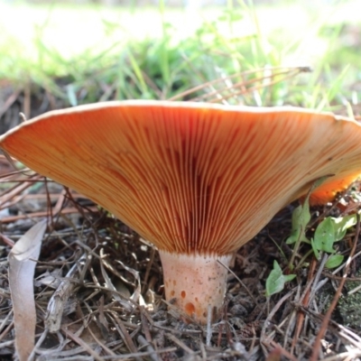 Lactarius deliciosus (Saffron Milkcap) at Carwoola, NSW - 6 Apr 2020 by Zoed