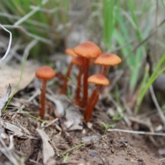 Laccaria sp. (Laccaria) at Carwoola, NSW - 5 Apr 2020 by Zoed