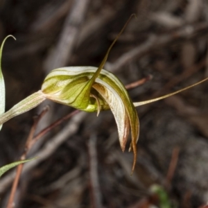 Diplodium ampliatum at Crace, ACT - 5 Apr 2020