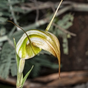 Diplodium ampliatum at Crace, ACT - 5 Apr 2020