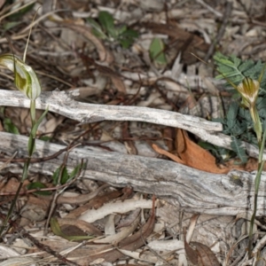 Diplodium ampliatum at Crace, ACT - 5 Apr 2020