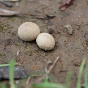 zz puffball at Carwoola, NSW - 6 Apr 2020