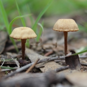 zz agaric (stem; gill colour unknown) at Carwoola, NSW - 6 Apr 2020 01:55 PM