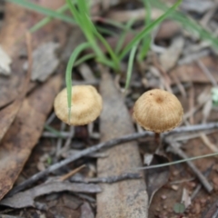 zz agaric (stem; gill colour unknown) at Carwoola, NSW - 6 Apr 2020 01:55 PM