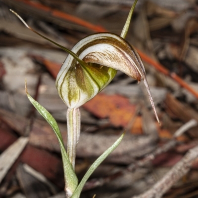 Diplodium ampliatum (Large Autumn Greenhood) at Crace, ACT - 5 Apr 2020 by DerekC