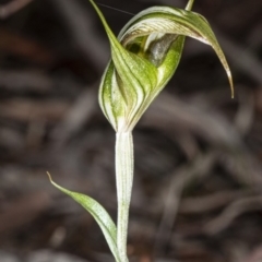 Diplodium ampliatum (Large Autumn Greenhood) at Crace, ACT - 5 Apr 2020 by DerekC