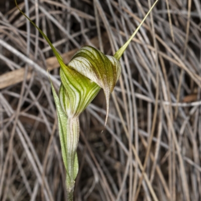 Diplodium ampliatum (Large Autumn Greenhood) at Crace, ACT - 5 Apr 2020 by DerekC