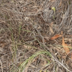 Diplodium ampliatum at Crace, ACT - 5 Apr 2020