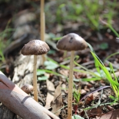 Oudemansiella gigaspora group (Rooting Shank) at Carwoola, NSW - 6 Apr 2020 by Zoed