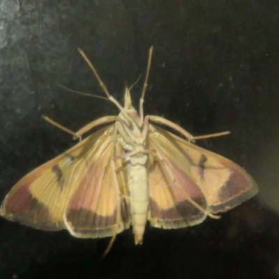 Uresiphita ornithopteralis (Tree Lucerne Moth) at Flynn, ACT - 6 Apr 2020 by Christine