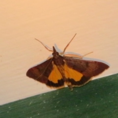 Uresiphita ornithopteralis at Flynn, ACT - 6 Apr 2020