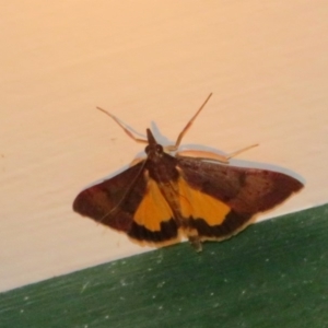 Uresiphita ornithopteralis at Flynn, ACT - 6 Apr 2020