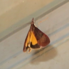 Uresiphita ornithopteralis at Flynn, ACT - 6 Apr 2020