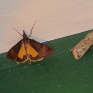 Uresiphita ornithopteralis at Flynn, ACT - 6 Apr 2020