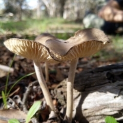 Oudemansiella gigaspora group (Rooting Shank) at Carwoola, NSW - 6 Apr 2020 by Zoed