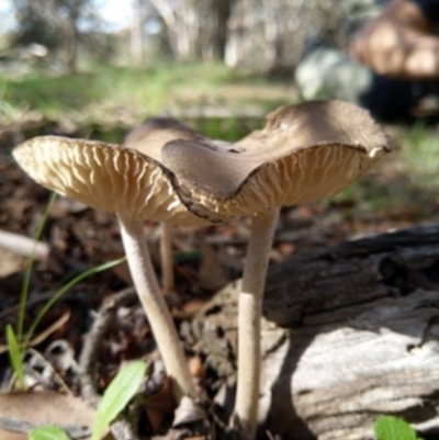 Oudemansiella gigaspora group (Rooting Shank) at Carwoola, NSW - 6 Apr 2020 by Zoed