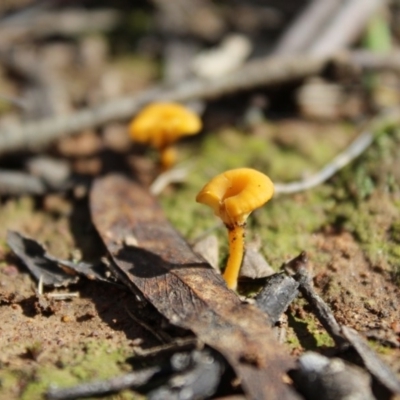 Lichenomphalia chromacea (Yellow Navel) at Carwoola, NSW - 6 Apr 2020 by Zoed