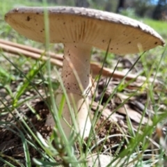 Amanita sp. (Amanita sp.) at Carwoola, NSW - 6 Apr 2020 by Zoed