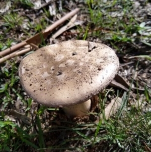 Amanita sp. at Carwoola, NSW - 6 Apr 2020