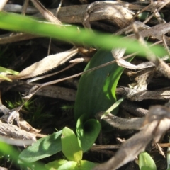 Spiranthes australis (Austral Ladies Tresses) at MTR591 at Gundaroo - 6 Apr 2020 by MaartjeSevenster