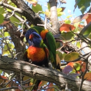 Trichoglossus moluccanus at Hughes, ACT - 6 Apr 2020