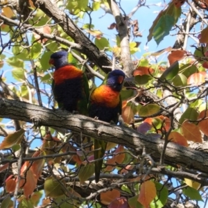 Trichoglossus moluccanus at Hughes, ACT - 6 Apr 2020