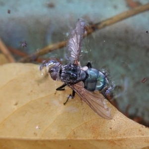 Chlorotachina sp. (genus) at Hughes, ACT - 6 Apr 2020