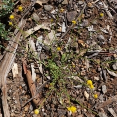 Calotis lappulacea at Hughes, ACT - 6 Apr 2020