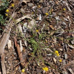 Calotis lappulacea at Hughes, ACT - 6 Apr 2020