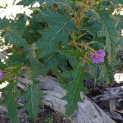 Solanum cinereum at Hughes, ACT - 6 Apr 2020 11:19 AM