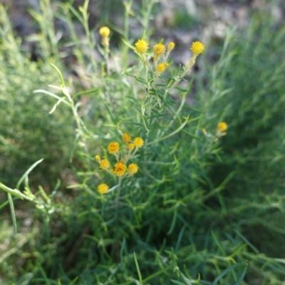 Chrysocephalum semipapposum (Clustered Everlasting) at Hughes, ACT - 6 Apr 2020 by JackyF