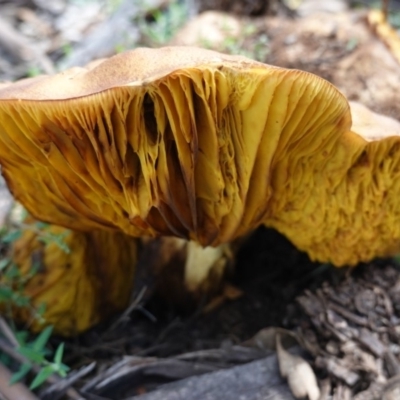 Phylloporus sp. (Phylloporus sp.) at Hughes, ACT - 6 Apr 2020 by JackyF