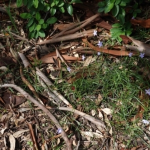 Wahlenbergia sp. at Hughes, ACT - 1 Apr 2020