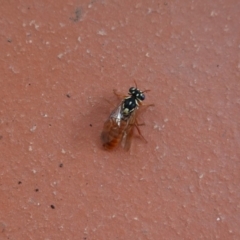 Pergagrapta bella (A sawfly) at Hughes, ACT - 2 Apr 2020 by JackyF