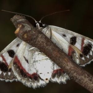 Crypsiphona ocultaria at Dunlop, ACT - 5 Apr 2012