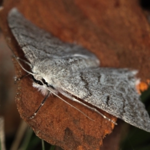 Crypsiphona ocultaria at Dunlop, ACT - 5 Apr 2012