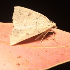 Amelora undescribed species at Cotter River, ACT - 14 Mar 2018