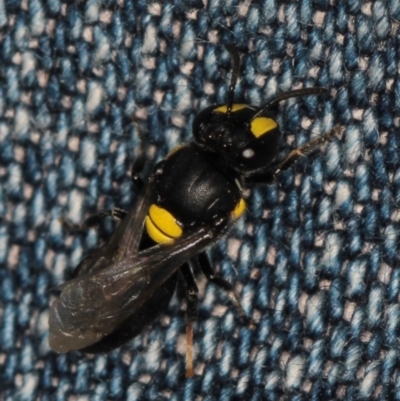 Hylaeus (Euprosopis) honestus (A hylaeine colletid bee) at West Belconnen Pond - 5 Apr 2012 by Bron