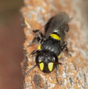 Hylaeus (Euprosopis) honestus at Dunlop, ACT - 5 Apr 2012 03:43 PM