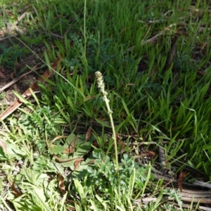 Acaena (genus) at Hughes, ACT - 1 Apr 2020