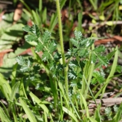 Acaena (genus) at Hughes, ACT - 1 Apr 2020