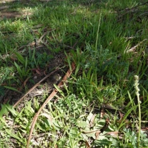 Acaena sp. at Hughes, ACT - 1 Apr 2020