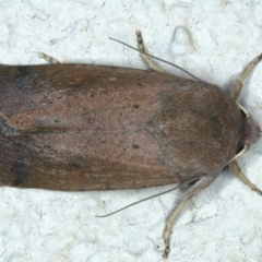 Proteuxoa porphyrescens (A Noctuid moth) at Ainslie, ACT - 5 Apr 2020 by jbromilow50
