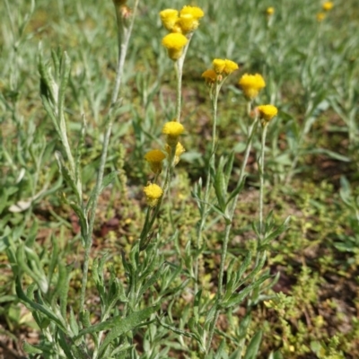 Chrysocephalum apiculatum (Common Everlasting) at Hughes, ACT - 1 Apr 2020 by JackyF