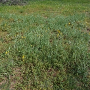 Chrysocephalum apiculatum at Hughes, ACT - 1 Apr 2020