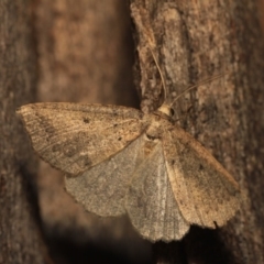 Androchela newmannaria (Newman's Cape-moth (Ennominae)) at Hackett, ACT - 15 Mar 2018 by melanoxylon